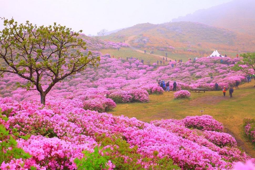 جشن گل در کره جنوبی
