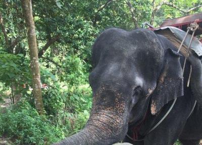 سرگردانی 2 گردشگر ایرانی در تایلند بعد از حمله یک فیل!