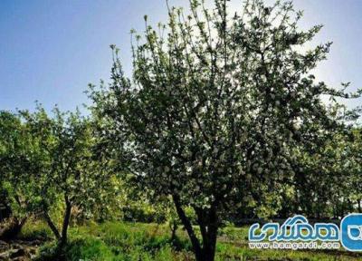 طراحی خانه باغ: باغ سیب مهرشهر یکی از جاذبه های گردشگری کرج است