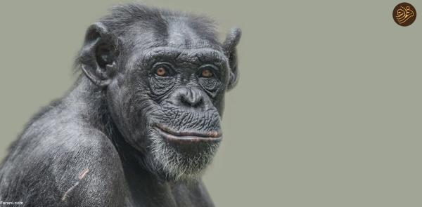 شامپانزه ها و شامپانزه های کوتوله درباره ما انسان ها چه می گویند؟