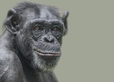 شامپانزه ها و شامپانزه های کوتوله درباره ما انسان ها چه می گویند؟