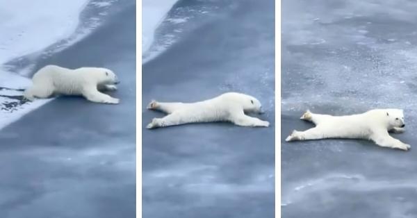 رفتار عجیب یک خرس قطبی خبرساز شد، فیلم