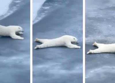 رفتار عجیب یک خرس قطبی خبرساز شد، فیلم