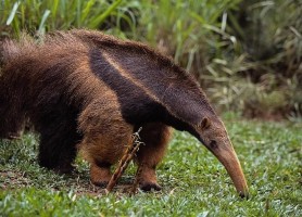 در مورد مورچه خوار (Anteater) بیشتر بدانیم